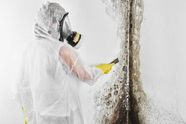 Best Mold Damage Repair  in Samoset, FL