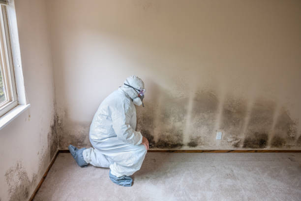 Mold Removal Process in Samoset, FL