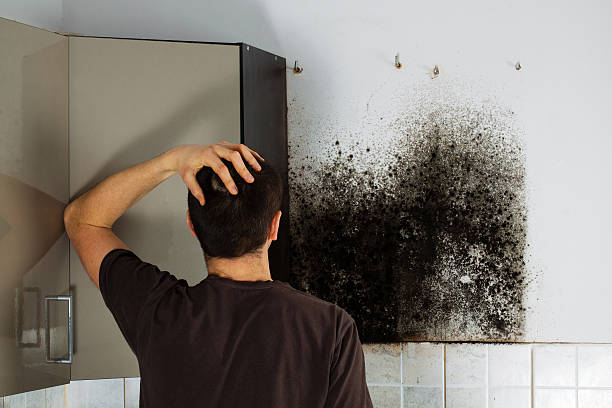 Best Residential Mold Removal  in Samoset, FL