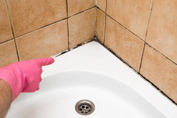 Best Black Mold Removal  in Samoset, FL